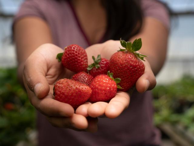 Handful of strawberries
